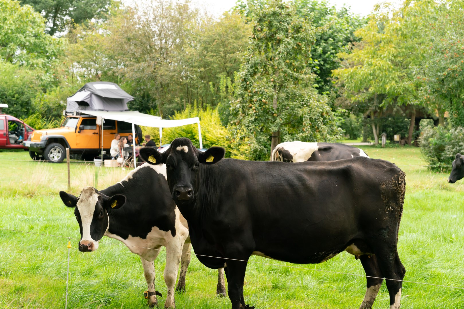 kamperen bij de boer
